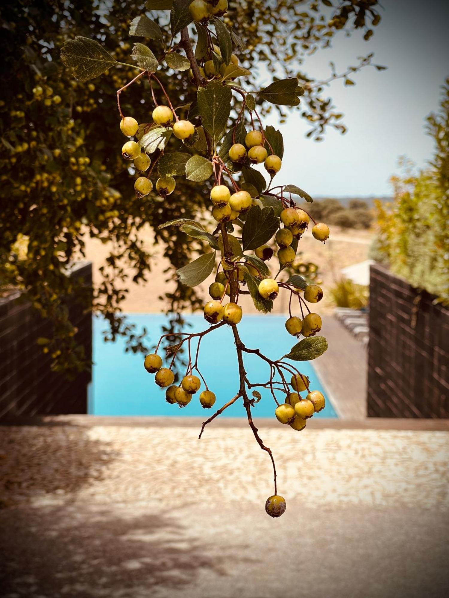 Herdade Da Cortesia Hotel Avis Esterno foto